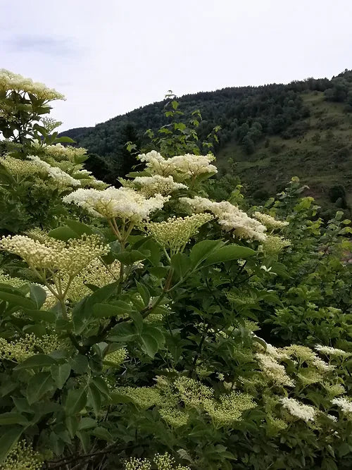 Eau de Fleur de Sureau | Sambucus Nigra