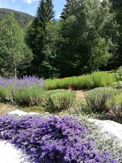 Eau de Lavande | Lavandula Angustifolia