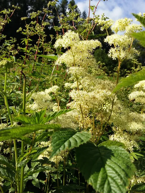 Eau de Reine des Prés | Spiraea Ulmaria